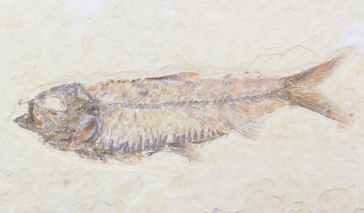 Detailed, Knightia Fossil Fish - Wyoming #40502